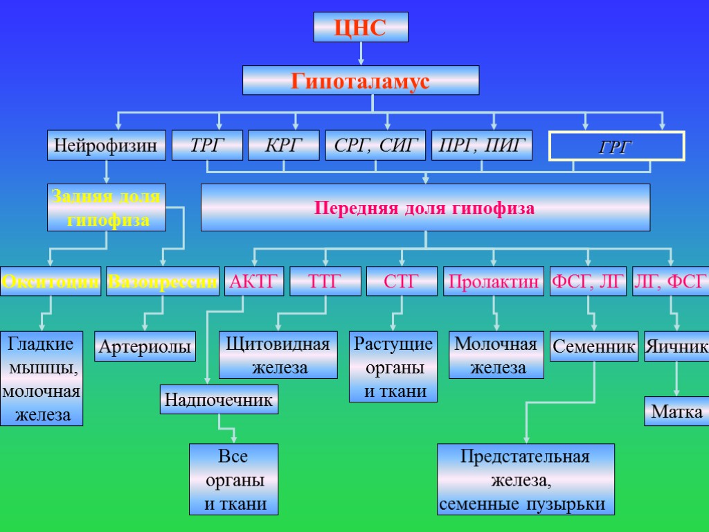 ЦНС Гипоталамус Нейрофизин ТРГ КРГ СРГ, СИГ ПРГ, ПИГ Задняя доля гипофиза Передняя доля